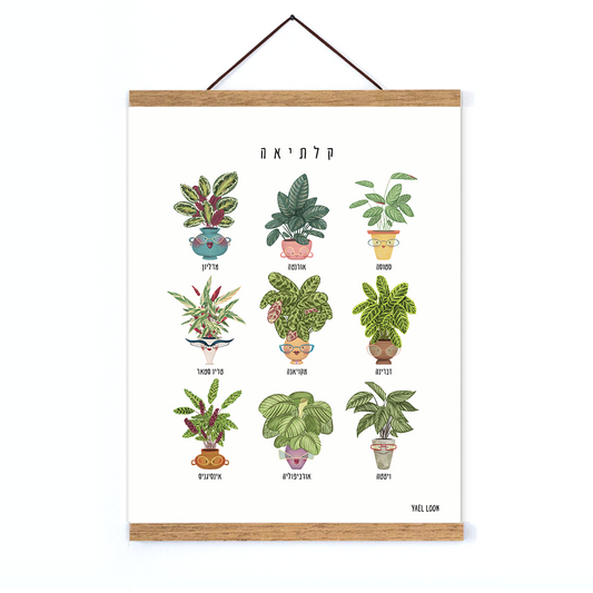 פרינט הקלתיאות